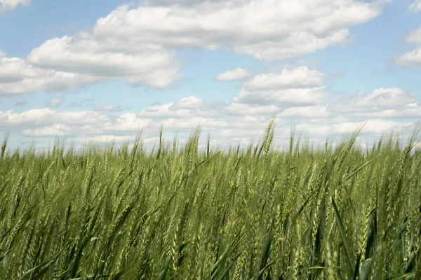 Clouds South Ukraine Wheat Field — 스톡 사진