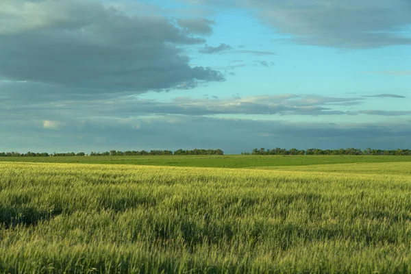 South Ukraine Field Wheat Thunderstorm — Stock Photo, Image