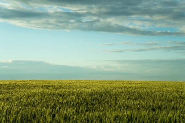 South Ukraine Field Wheat Thunderstorm — стокове фото