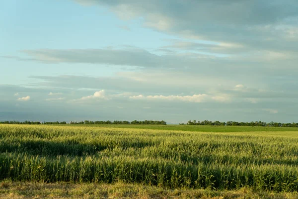 South Ukraine Field Wheat Thunderstorm — Stock Photo, Image