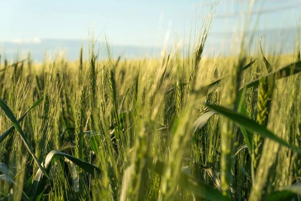 Ears Wheat Close Harvest Background — ストック写真