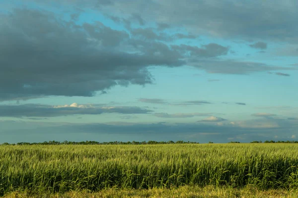 South Ukraine Field Wheat Thunderstorm — Stock fotografie