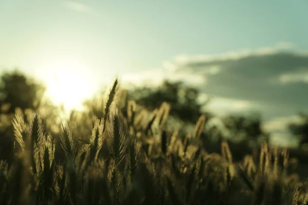 Counter Light Wheat Sunset Beautiful — ストック写真