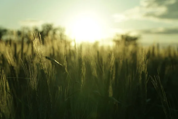 Контрсвітло Пшениця Заході Сонця Красивий — стокове фото