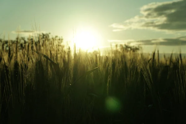 Контрсвітло Пшениця Заході Сонця Красивий Оптичні Відблиски — стокове фото