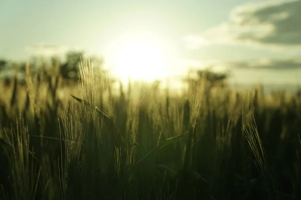 Контрсвітло Пшениця Заході Сонця Красивий — стокове фото