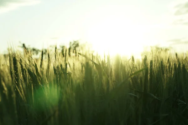 Counter Light Wheat Sunset Beautiful Optical Glare — 스톡 사진