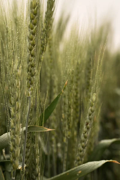 rye in the rain. harvest. drizzle.