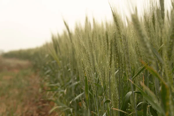 Жито Під Дощем Урожай Мрякаweather Forecast — стокове фото
