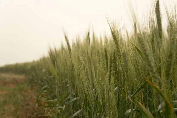 rye in the rain. harvest. drizzle.