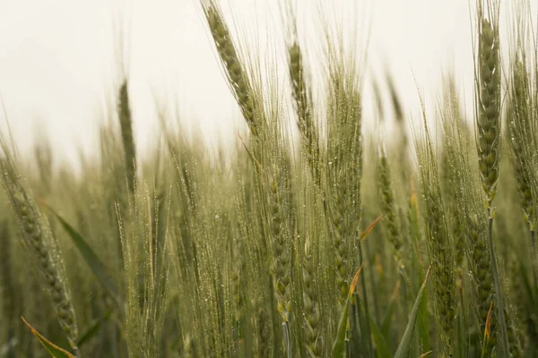 rye in the rain. harvest. drizzle.