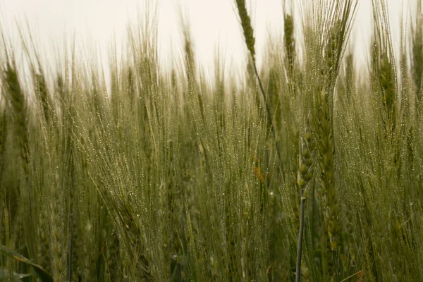 Rye Rain Harvest Drizzle — ストック写真