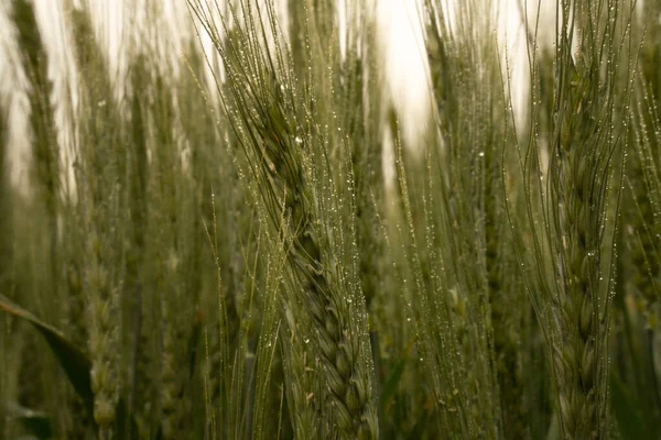 rye in the rain. harvest. drizzle.