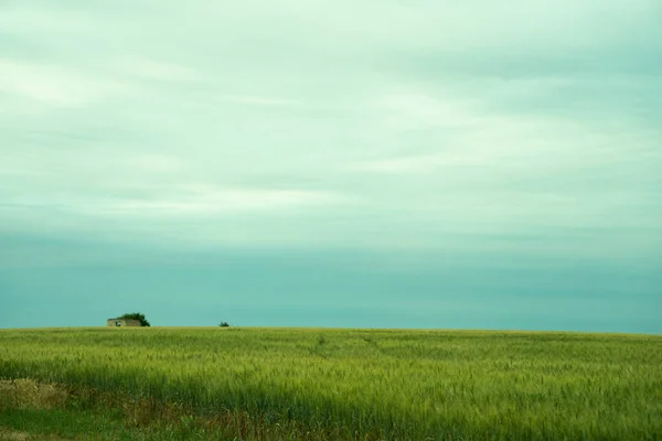 Green Earth Fields Ukraine Grains Sky Grass — 图库照片