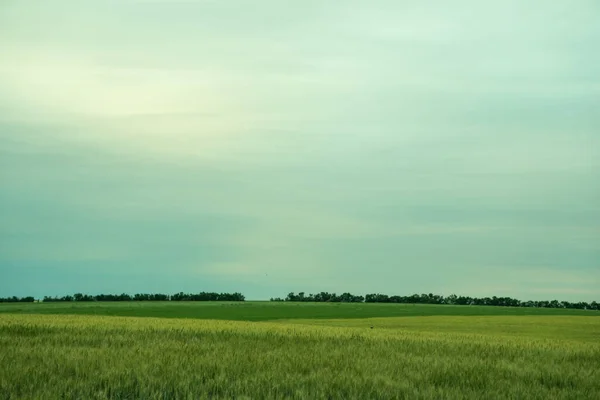 Green Earth Fields Ukraine Grains Sky Grass — Foto de Stock