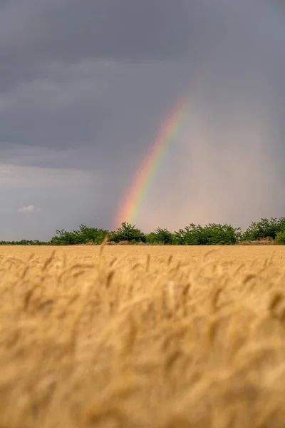 Ukraine Ears Wheat Rainbow — 图库照片
