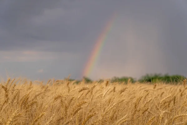 Ukraine Ears Wheat Rainbow — стокове фото