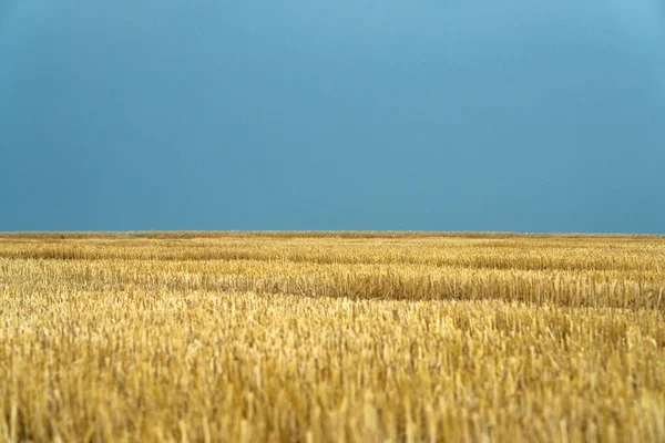 Grain Harvest Stubble Blue Yellow Fields Ukraine — Stock fotografie