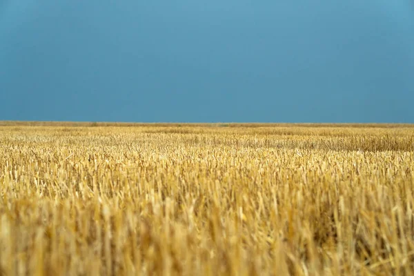 Grain Harvest Stubble Blue Yellow Fields Ukraine — стокове фото