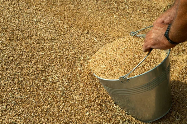 Wheat Harvest Grain Cycle Wealth Nation Ukraine — Stock Photo, Image