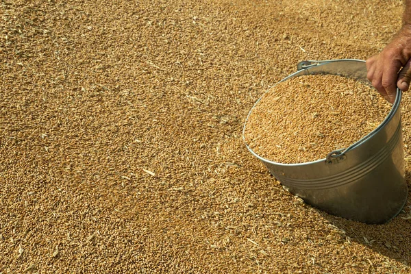 Wheat Harvest Grain Cycle Wealth Nation Ukraine — Stock Photo, Image