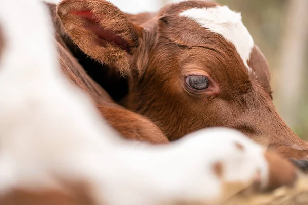 Calf Sad Look Farm Life Calf Lies — стоковое фото