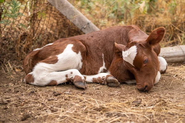 calf. sad look. farm life.