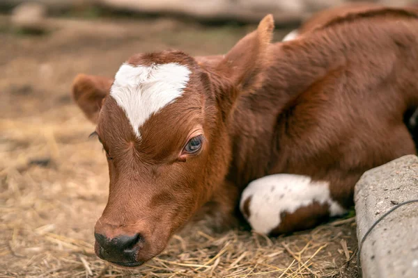 calf. sad look. farm life.