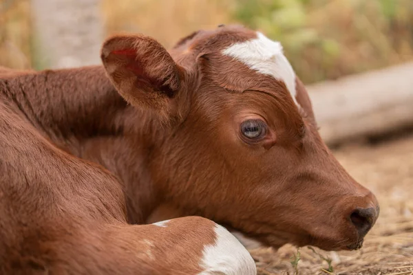 calf. sad look. farm life.