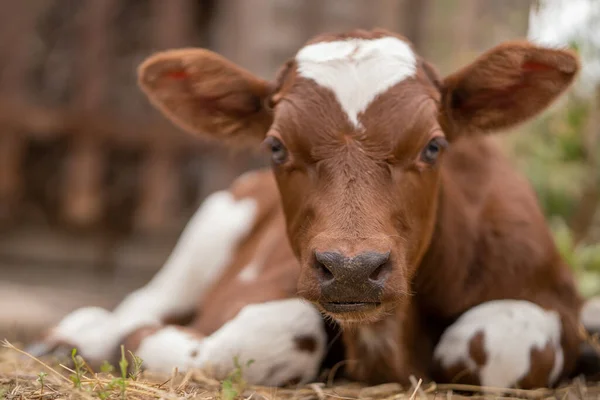 calf. sad look. farm life. calf lies