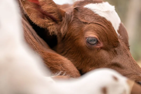 calf. sad look. farm life. calf lies