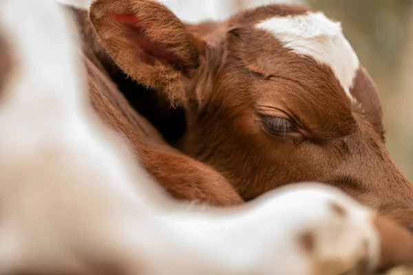 Calf Sad Look Farm Life Calf Lies Obrazy Stockowe bez tantiem