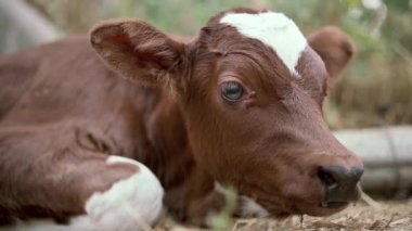 the calf is resting. annoying flies fly.