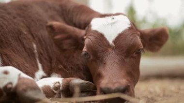 the calf is resting. annoying flies fly.