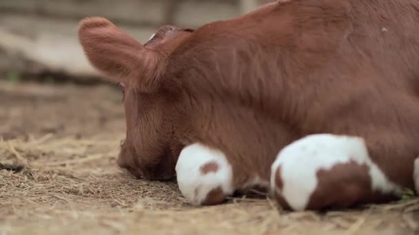 Calf Resting Annoying Flies Fly — Vídeos de Stock