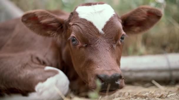 Calf Resting Annoying Flies Fly — Video Stock