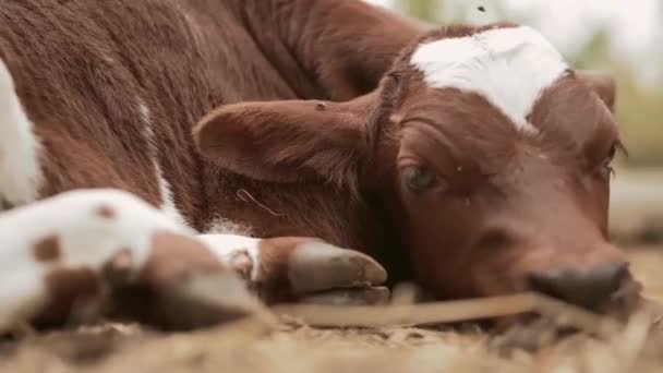 Calf Resting Annoying Flies Fly — Stock Video