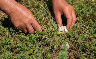 Mantarlar. Mantar topluyorum. Çayırda mantar topluyorum. Şampiyon.
