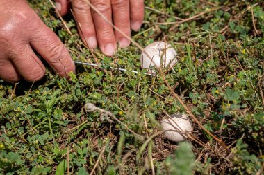 Mantarlar. Mantar topluyorum. Çayırda mantar topluyorum. Şampiyon.