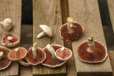 Mantar işleme. Ahşap arka planda mantarlar. Mantar kes. Şampiyon mantarları.