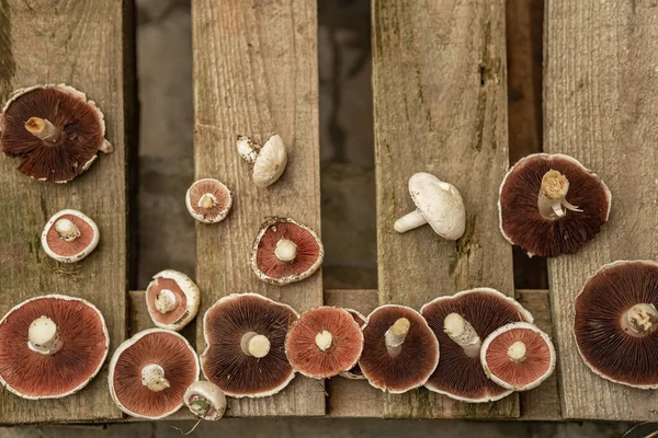 Gombafeldolgozás Gomba Fából Készült Háttérrel Gombát Vágni Pezsgőgomba — Stock Fotó