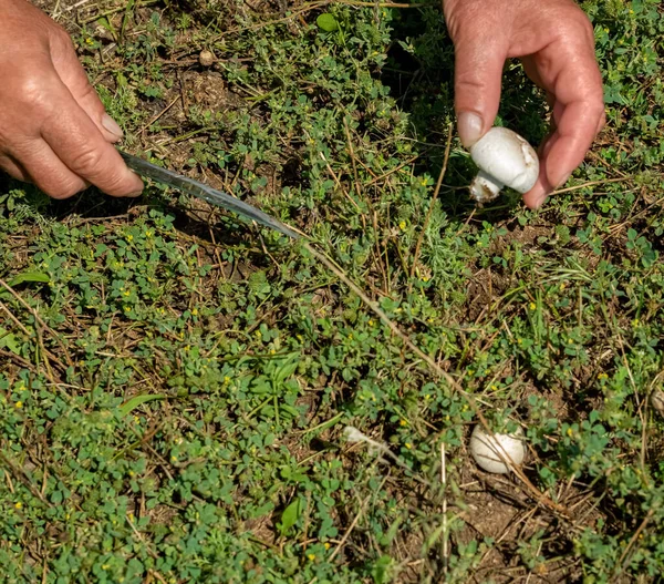 Mantarlar. Mantar topluyorum. Çayırda mantar topluyorum. Şampiyon.