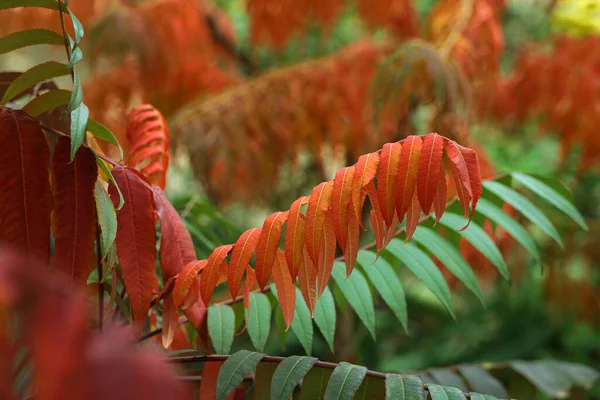 Sonbahar. Sonbahar renkli yaprakların güzel arka planı. Sonbahar eğimleri ve zıtlıklar. Sonbaharın güzel renkleri.