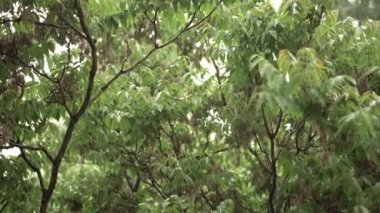 Sonbahar havası. Yağmur. Yaprak. Uyum. Rahatlama. Yağmurun sesi.