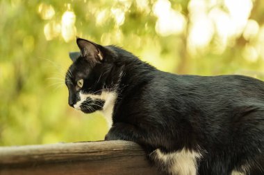 Sonbahar arka planında sevimli bir kedi. Sarı yapraklar ve siyah beyaz kedi. Bıyıklı kedi ve sonbahar. harika sonbahar arkaplanı.