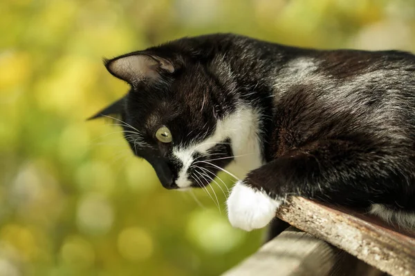배경에 귀여운 고양이 나뭇잎 과검은 과하얀 고양이 콧수염을 고양이와 가을입니다 — 스톡 사진