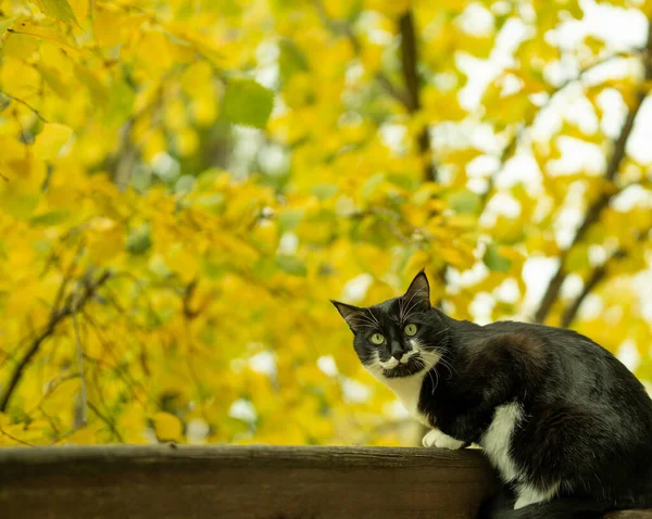 배경에 귀여운 고양이 나뭇잎 과검은 과하얀 고양이 콧수염을 고양이와 가을입니다 — 스톡 사진