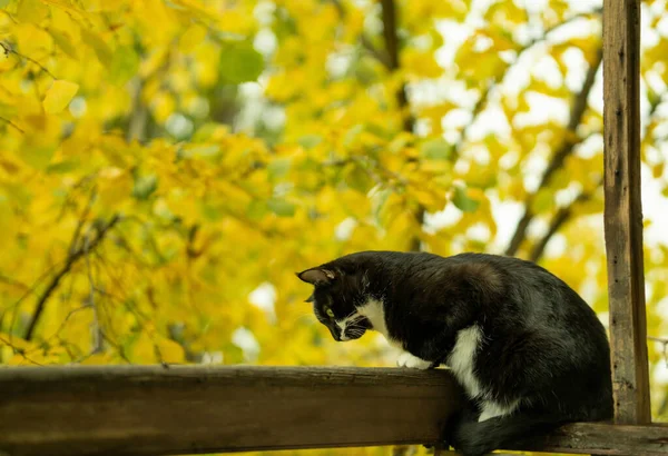 秋を背景に愛らしい猫 黄色の葉と黒と白の猫 マスタチオ猫と秋 素晴らしい秋の背景 — ストック写真