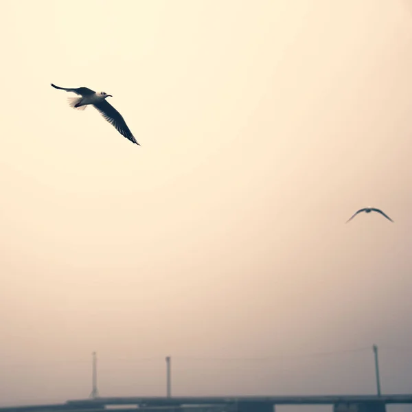 Foggy Dock Pier Autumn Silence Calm Seagulls — Stock Photo, Image