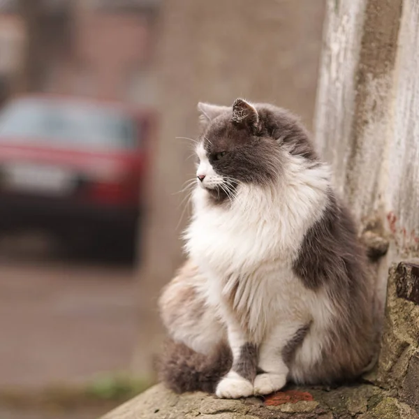 집없는 고양이 버려진 여러분 친절해 커다랗고 고양이를 합니다 — 스톡 사진
